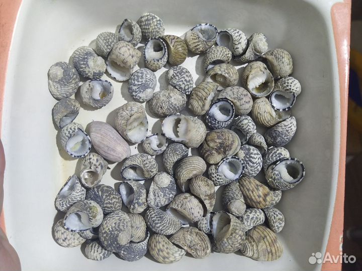 Ракушки морские опт