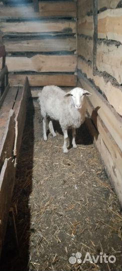 Продам 6 овец и 2 ягнят