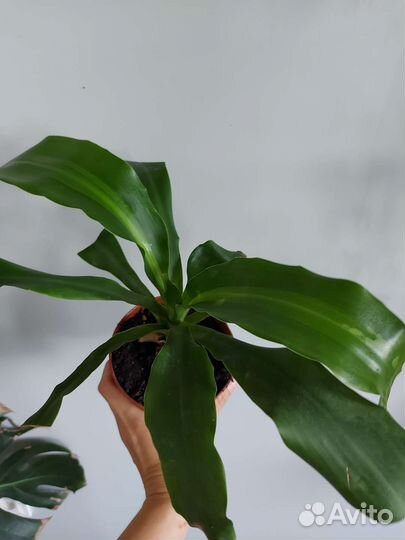 Комнатные цветы