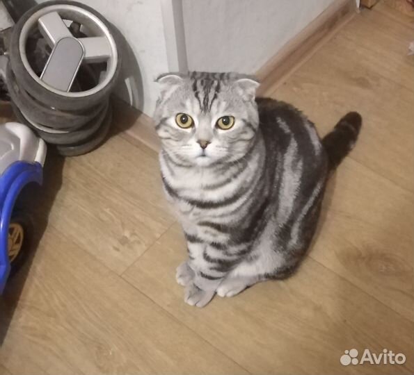 Шотландский кот вязка