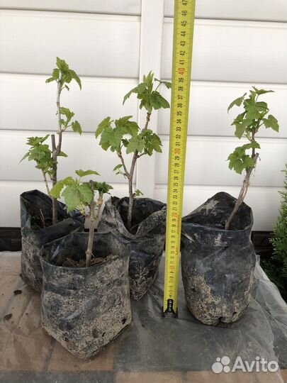 Саженцы смородины и сливы