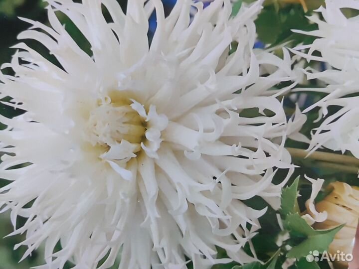 Георгин (корни)