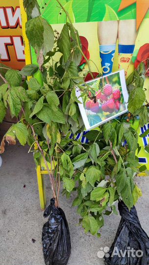 Саженцы малины