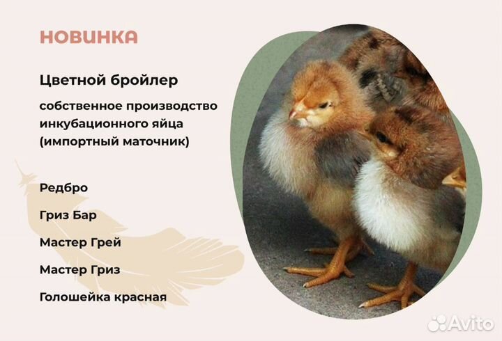 Инкубационное яйцо цветного бройлера РФ