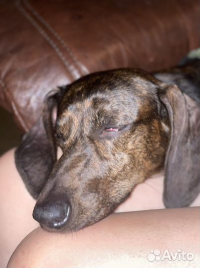 Выгул собак с 16