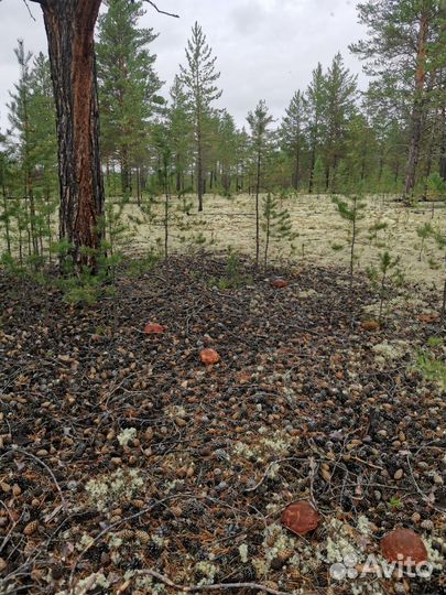 Белый гриб маринованый