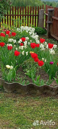 Луковицы нарциссов