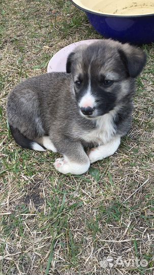 Щенки лайки