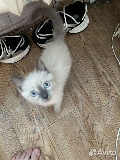 Сиамские котята