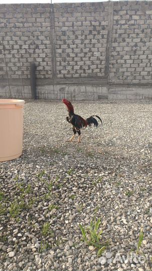Бойцовые петухи