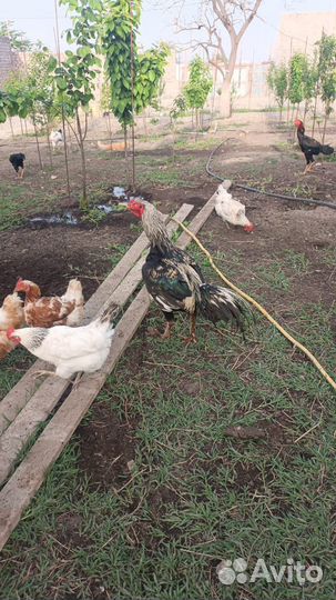 Бойцовые петухи