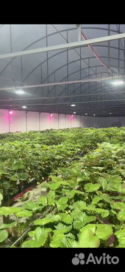 Клубника свежая