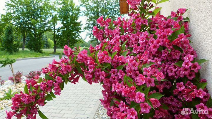 Декоративные многолетние саженцы закрытого грунта