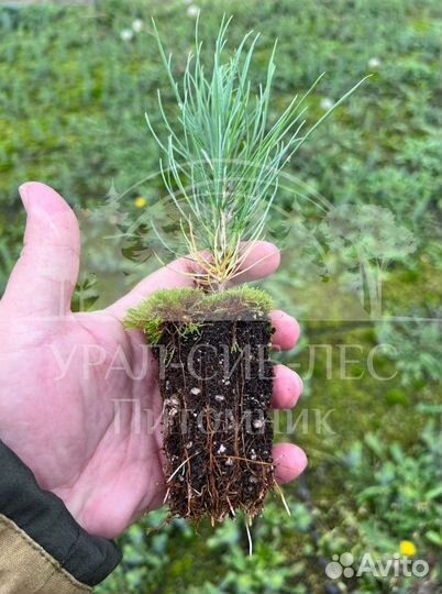 Сеянцы Сосны Горной Мугус с зкс