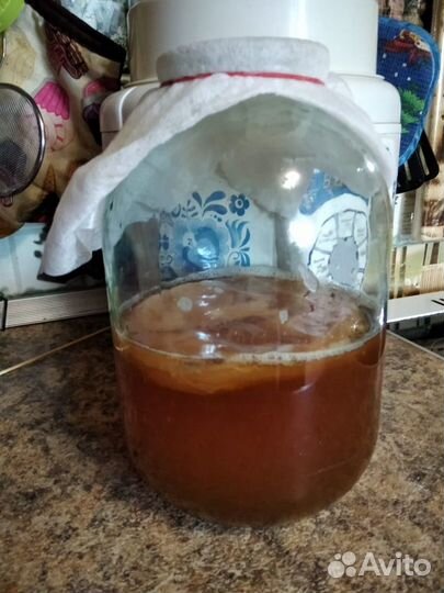 Чайный гриб