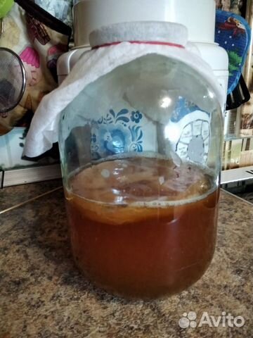 Чайный гриб