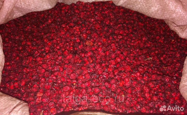 Лимонник китайский ягоды