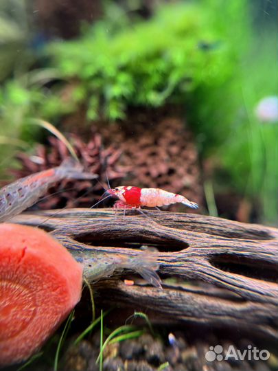 Аквариумные креветки Прл