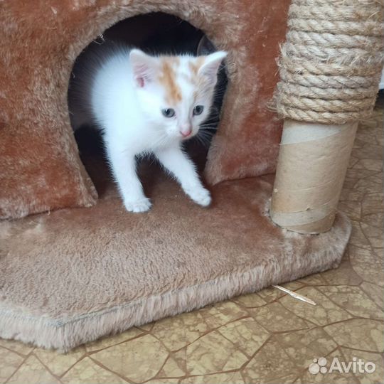 Котята в добрые руки бесплатно