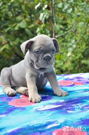 Щенки французики 2 мес голубой подпал палевоголубы