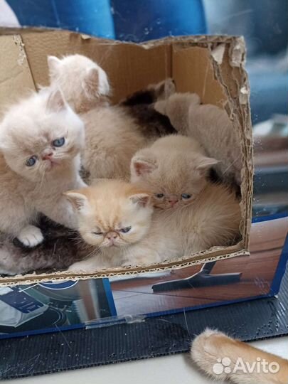 Персидская