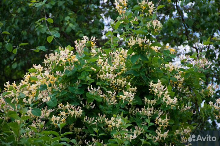 Саженцы декоративных и плодовых культур