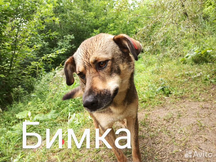 Бимка ищет очень доброго человека