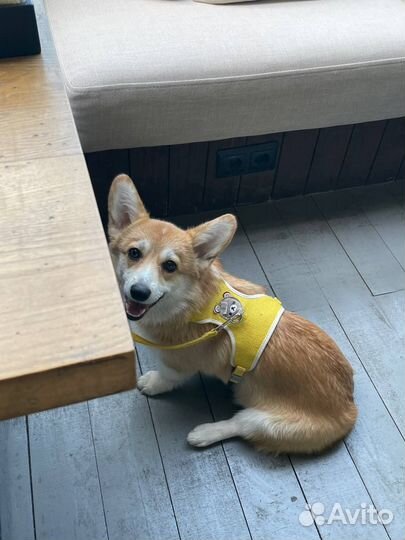 Шлейка для собак и кошек