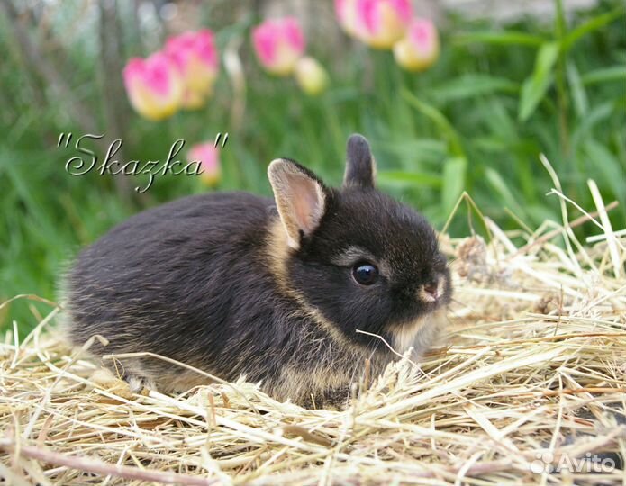 Декоративные крольчата