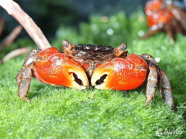 Аквариумные крабы и ракообразные