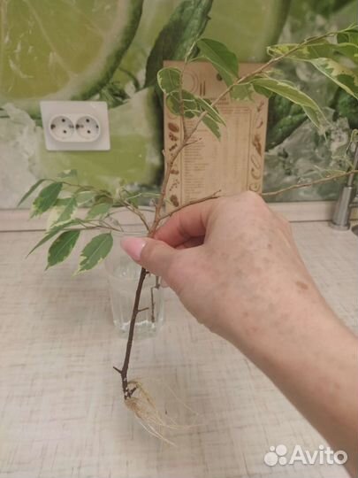 Фикус Бенджамина