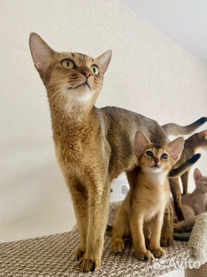 Абиссинские чудо котята
