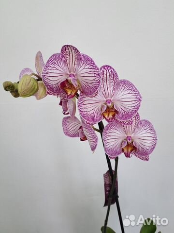 Орхидея