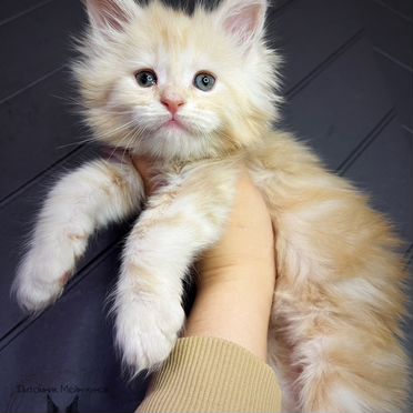 Мейн-кун котёнок