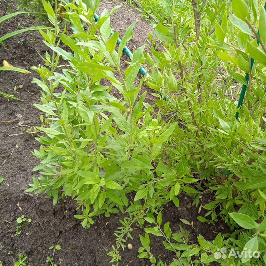 Саженцы годжи