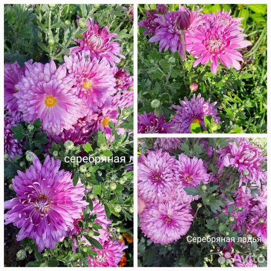 Хризантема корейская махровая, оранжевая и др