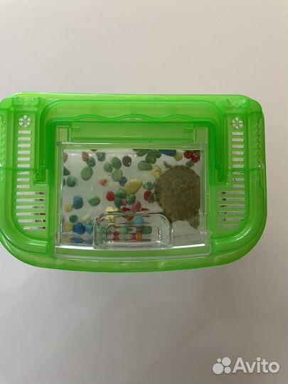 Черепаха с аквариумом