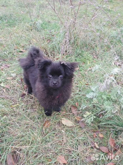 Немецкий шпиц кавалер вязка