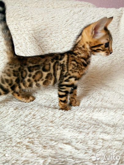 Бенгальская девочка