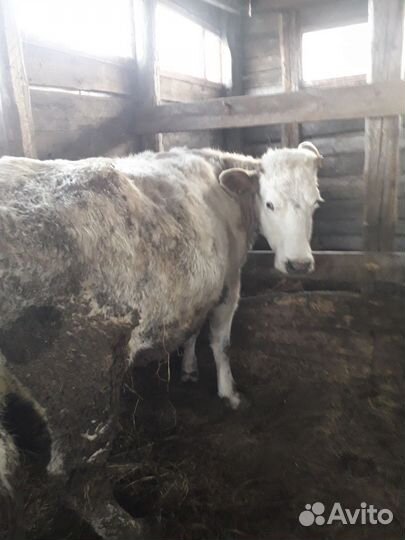 Корова стельная дойная