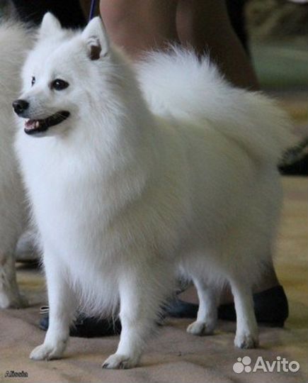 Японский шпиц