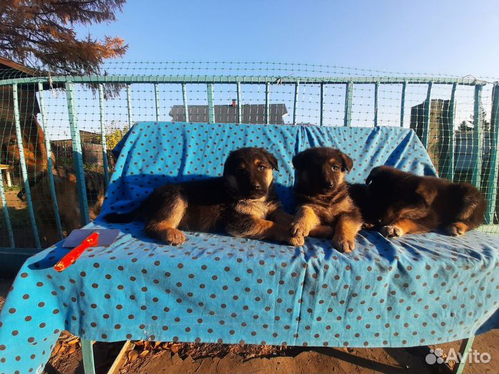 Щенки Овчарки