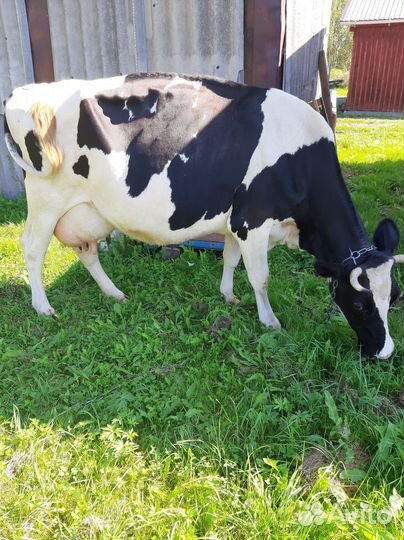Корова высокоудойная