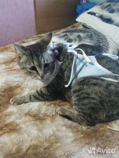 Кошка в дар бесплатно