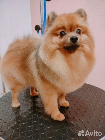 Стрижка собак и кошек