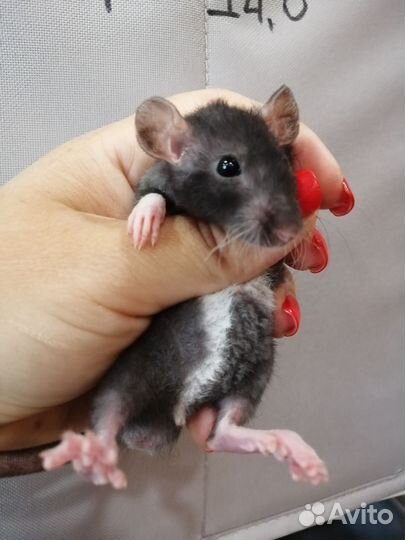 Крыска Дамбо рекс мальчик