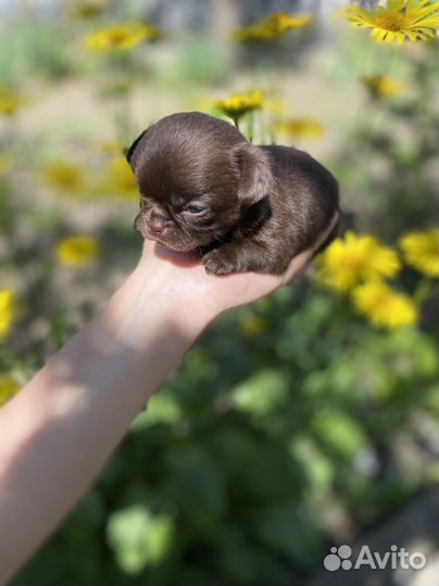 Шоколадочка