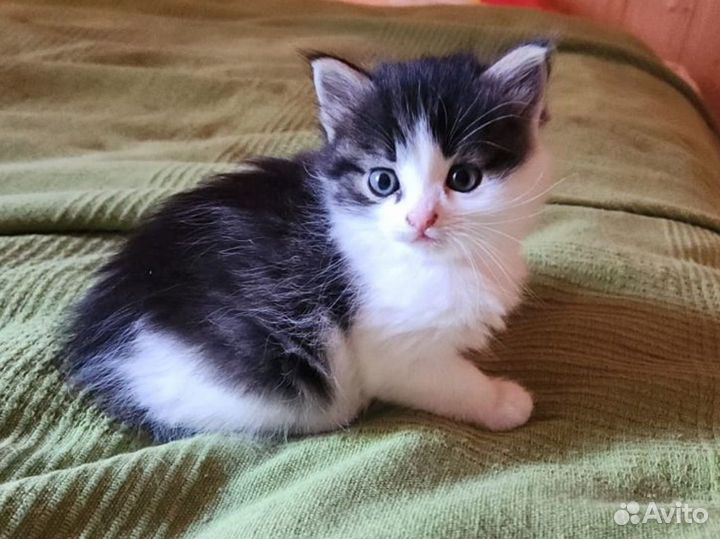 Котёнок девочка