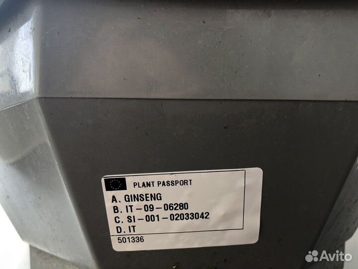 Бонсай фикус гинсенг