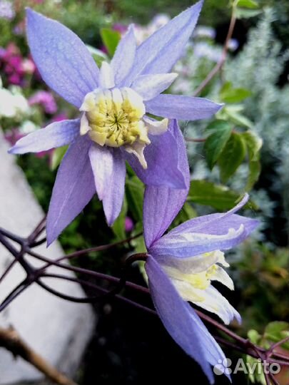 Княжик, многолетняя лиана